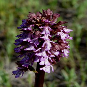 Orchis purpurea ssp purpurea